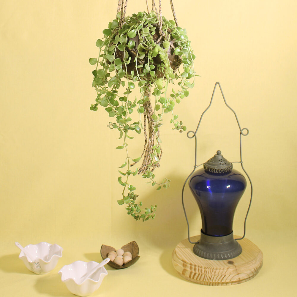 Coconut Shell Hanging Planters